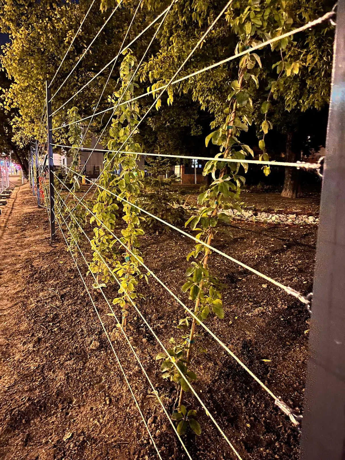 Újbuda Harcos téri park — 20