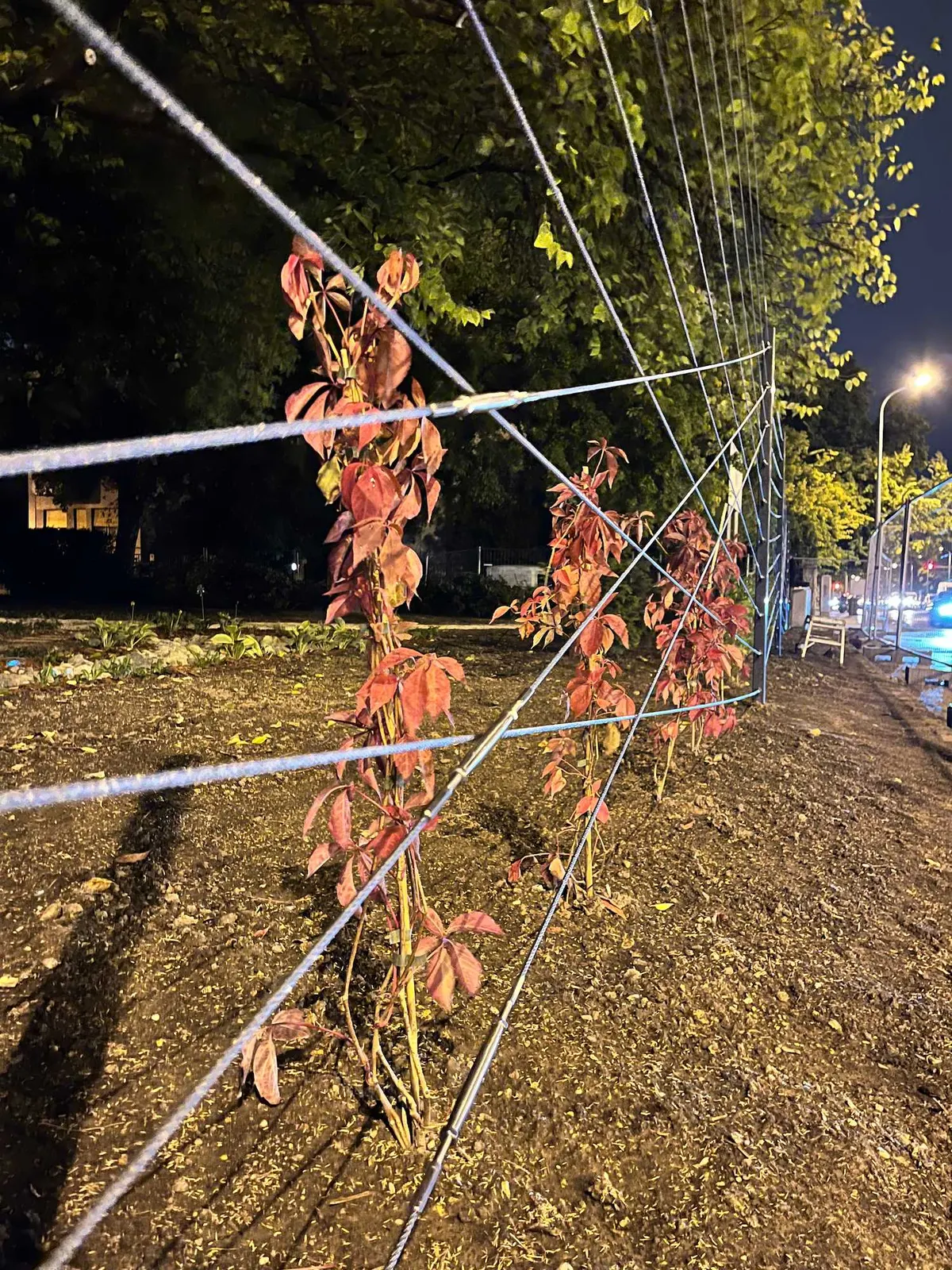 Újbuda Harcos téri park — 24
